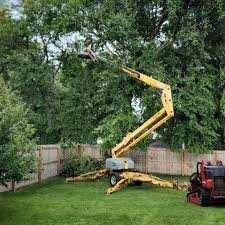 Professional Tree Removal in Sandy Springs, GA